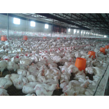 上海邦森速壯丁在蚌埠德康肉雞養殖場的使用反饋